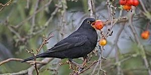 Beginners’ Birdwatching primary image