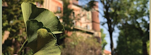Collection image for I segreti di un albero: il ginkgo biloba