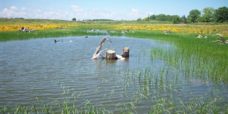 Image principale de Headwater Wetland Restoration in Bob Hunter Memorial Park