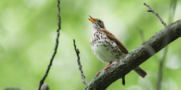 Let's Go Birding Together:  DC Audubon Society Bird Walk at Fort Dupont