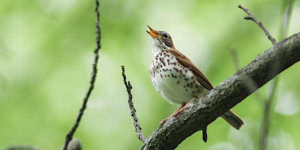 Let's Go Birding Together: DC Audubon Society Bird Walk at Fort Dupont