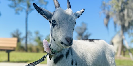 Goat Yoga