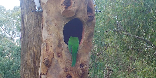 City Nature Challenge: Maranoa Gardens Tour primary image