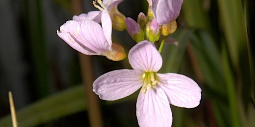 Introduction to Wildflower Identification with Matt Jackson primary image