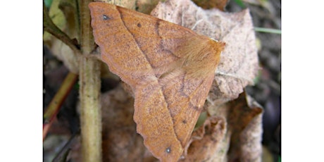 Introduction to British Moth Species with Andy and Melissa Banthorpe