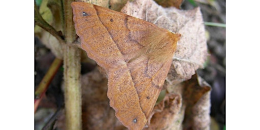 Introduction to British Moth Species with Andy and Melissa Banthorpe primary image