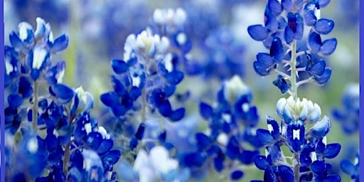 Hauptbild für Fredericksburg Bluebonnet Festival