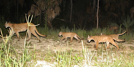 Living with Wildlife Series for Florida Landowners: Florida Panthers primary image