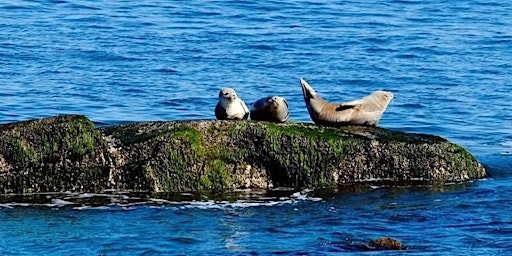 Primaire afbeelding van Montauk Point Seal Hikes