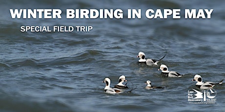 Winter Birding in Cape May primary image