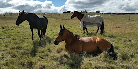 Keeping Horses at Pasture with Helena Warren primary image