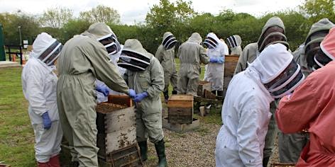 NDB Advanced Beekeeping Course 2024 primary image