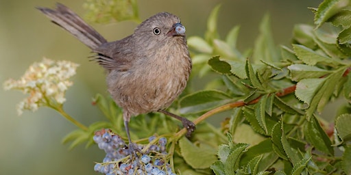 Primaire afbeelding van Bird Walk at King Gillette Ranch