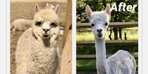 Shear off the Fluff with Your New Alpaca BFF primary image
