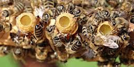 Hauptbild für Intro to QueenRearing | 1-day Hands-On Beekeeping Workshop