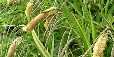 Hauptbild für Sedges have edges! Grass and Sedge Identification Workshop