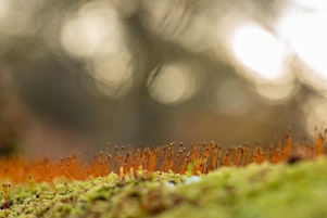 Mosses and Lichens Identification  primärbild