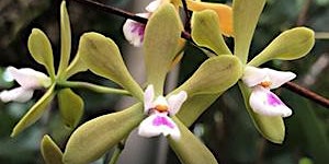 Primaire afbeelding van Pinellas' Native Orchids