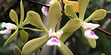 Image principale de Pinellas' Native Orchids