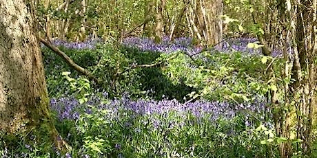 Leatherhead Rotary Bluebell 10K 2024