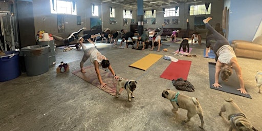 Pug Yoga - Summer 2024  primärbild