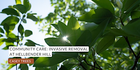 Community Conservation: Invasive Removal at Hellbender Hill primary image