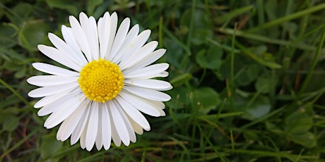 Wild Food Walk in East Sussex (Forest Row) primary image