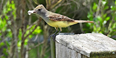 Nest Box Building Workshop primary image