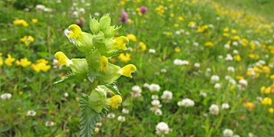 Hauptbild für Meadow Ecology and Conservation with Matt Johnson