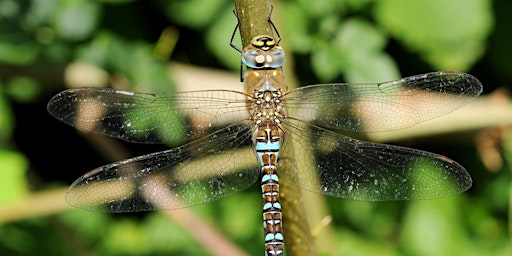 Image principale de Introduction to Dragonflies with Henry Stanier