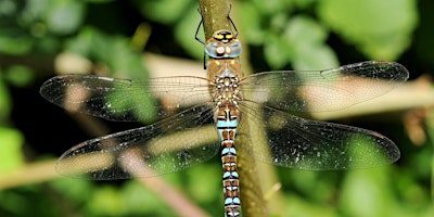 Imagem principal do evento Introduction to Dragonflies with Henry Stanier