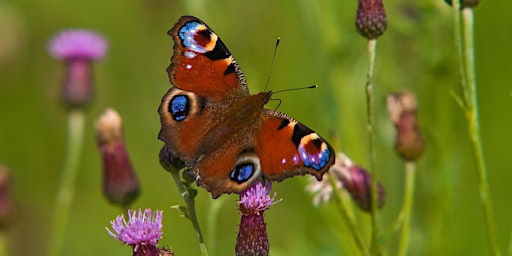 Primaire afbeelding van Introduction to Butterflies in Northants with David James