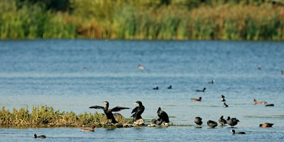 Immagine principale di BES1 - Species and habitats with Brian Eversham 