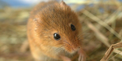 Small Mammals - Identification and surveying with Peter Pilbeam primary image