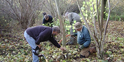 Coppicing with Ian Wilson primary image