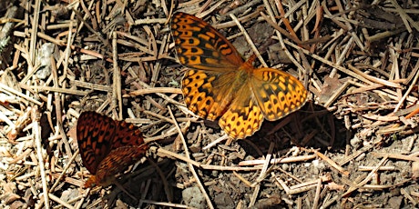 Hike & Learn: Butterflies of CSNM with Ranger Kristi primary image
