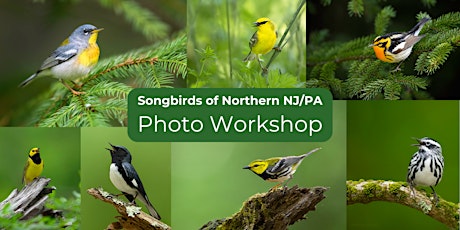 Imagen principal de Northern NJ/PA Songbirds: Photography Workshop