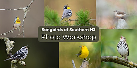 Imagen principal de Southern NJ Songbirds: Photography Workshop