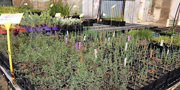 Planting at the Maylands Samphires 2019
