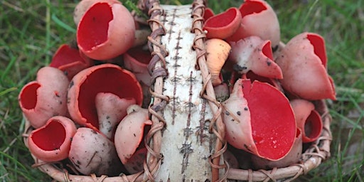 Imagem principal do evento Fungi Forage and Feasting (Forest Row, Ashdown Forest)