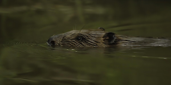 Beaver Ecology and Field Signs