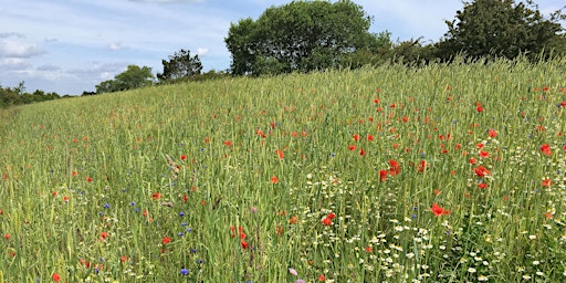 Immagine principale di Arable Plant Identification and Ecology 