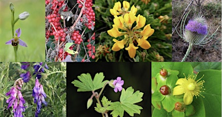 Botany for surveyors - Part 2 - NEW FOR 2024 primary image