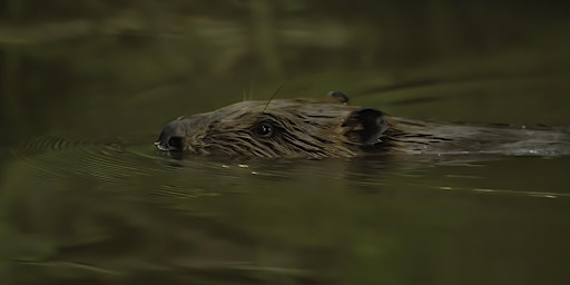 Hauptbild für Beaver Ecology and Field Signs