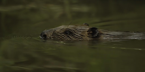 Beaver Ecology and Field Signs  primärbild