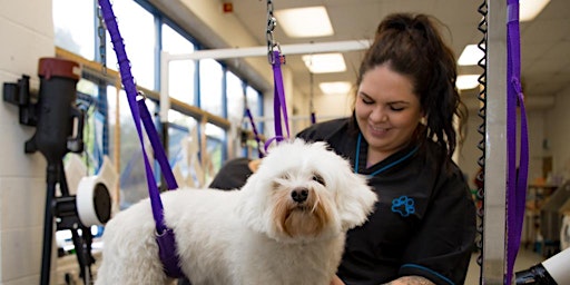 Imagem principal de Dog Grooming Open Morning - Huntingdon