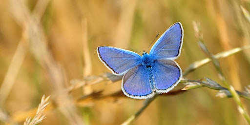 Identifying Butterflies at Attenborough Nature Reserve