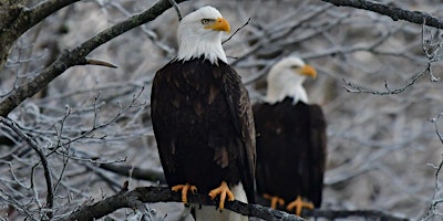 Immagine principale di Bird Walk at Mason Neck's Eagle Festival (9:00 am) 