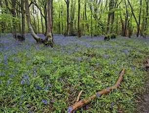 Wildlife Live Webinar - Ancient woodland in Suffolk (EWC2821)