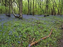 Hauptbild für Wildlife Live Webinar - Ancient woodland in Suffolk (EWC2821)